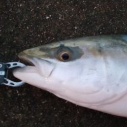 夕マズメ神戸空港でメジロ