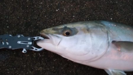 夕マズメ神戸空港でメジロ