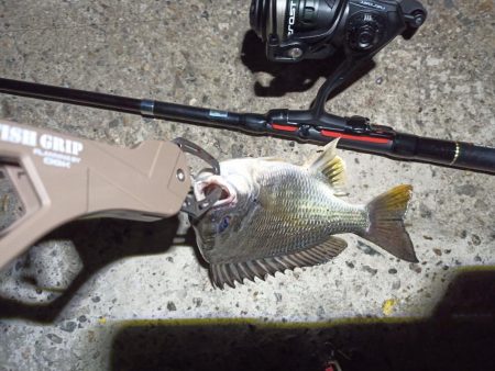 2022/10/12 南港ライトゲーム釣行