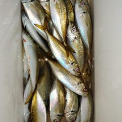 久しぶりのアジ釣り