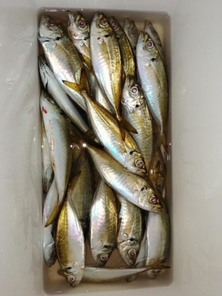 久しぶりのアジ釣り