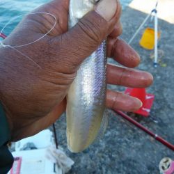 僅かな時合いを捉える事が出来ました