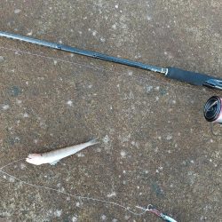 デカい青物釣りたい