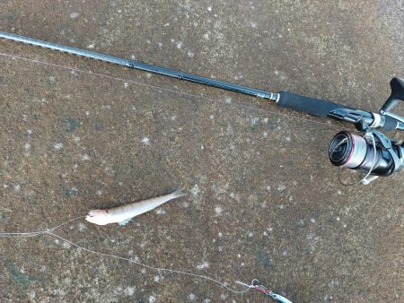 デカい青物釣りたい