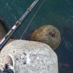 アオリイカ5杯!