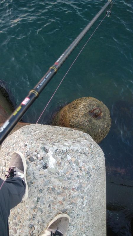 アオリイカ5杯!