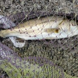 ジグサビキでシーバス