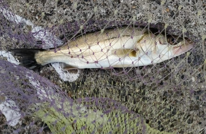 ジグサビキでシーバス