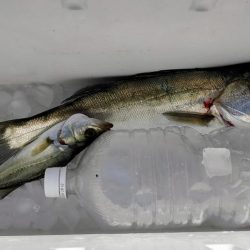 ジグサビキでセイゴ