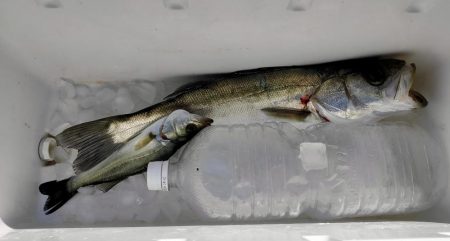 ジグサビキでセイゴ