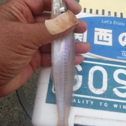 江井ヶ島のキス調査