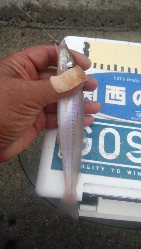 江井ヶ島のキス調査