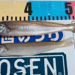 クレーン船帰港により撃沈しました