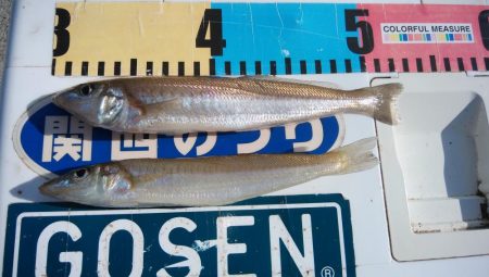 クレーン船帰港により撃沈しました