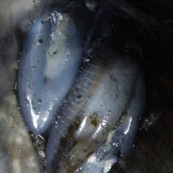 アオリイカ3杯！