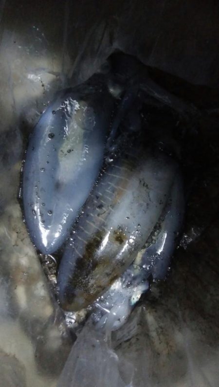 アオリイカ3杯！