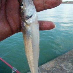 播磨新島のキス調査