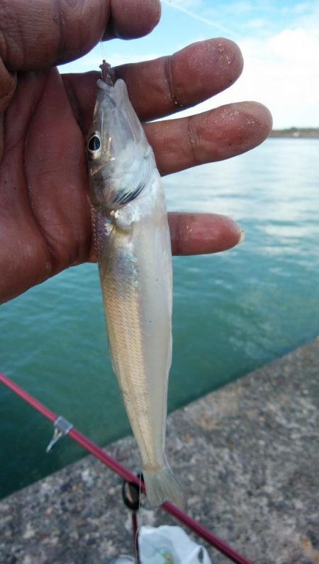 播磨新島のキス調査