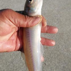 シーズン最大のキスが釣れました