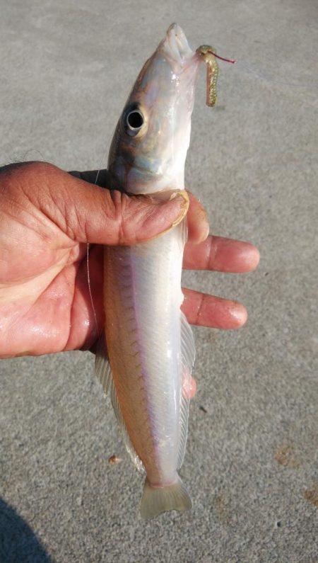 シーズン最大のキスが釣れました
