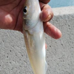 江井ヶ島のキス調査