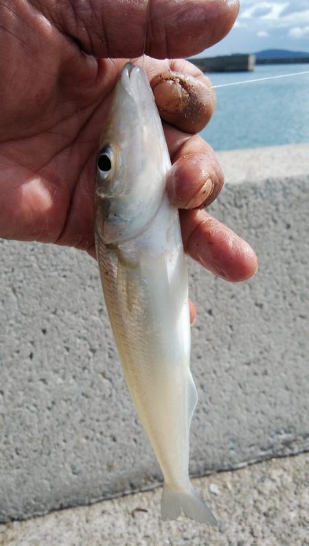 江井ヶ島のキス調査