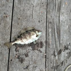 フカセ‥最高ですネ・・