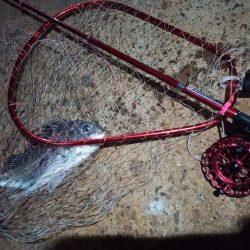 2022/10/29 南港ヘチ釣り釣行