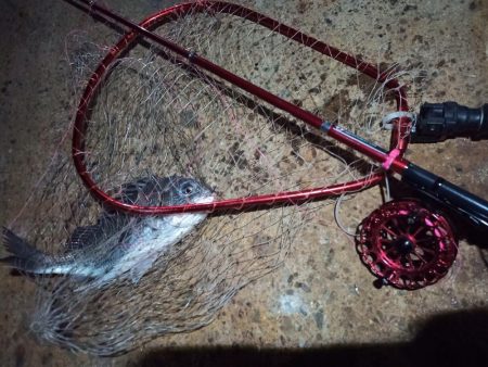 2022/10/29 南港ヘチ釣り釣行