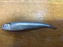 やっとシーバス!