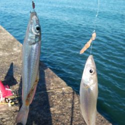 播磨新島のキス情報