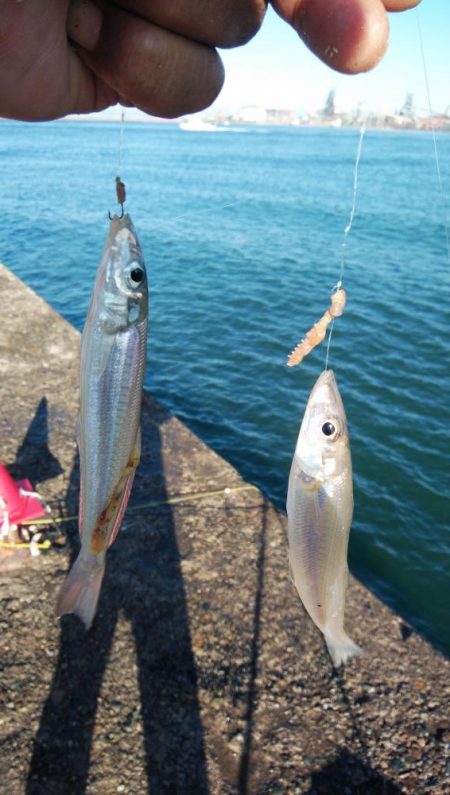 播磨新島のキス情報