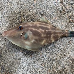 【サビキ釣り】アイゴに注意！カタクチイワシが湧いてます