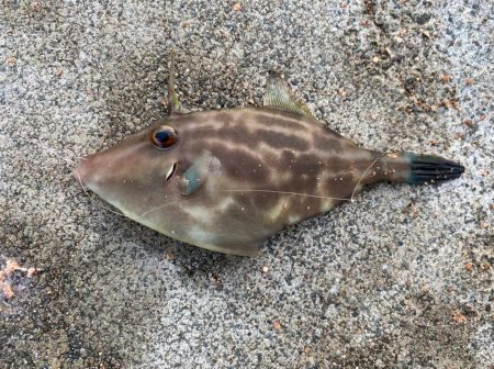 【サビキ釣り】アイゴに注意！カタクチイワシ…