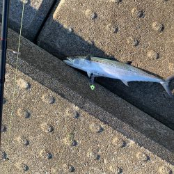 神戸空港でサワラ