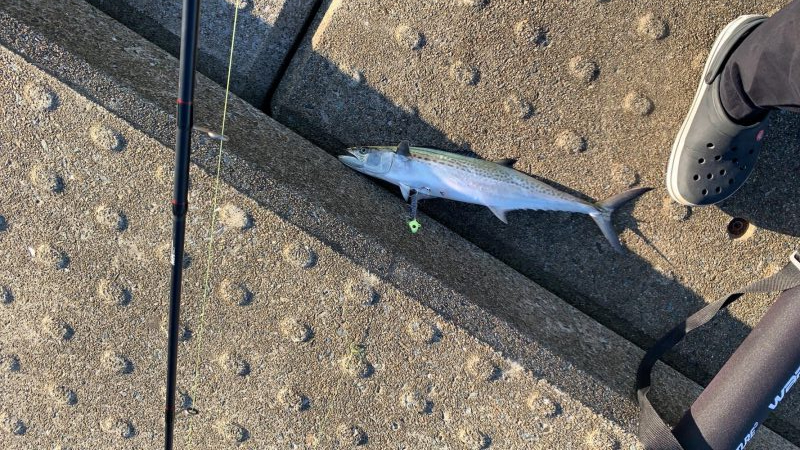 神戸空港でサワラ