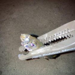 ギョーザとビールは合う