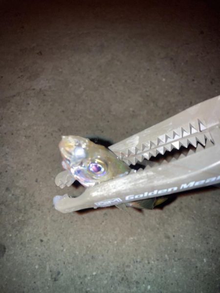 ギョーザとビールは合う