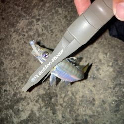 雨後のアジング