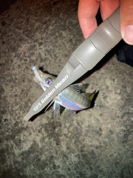 雨後のアジング