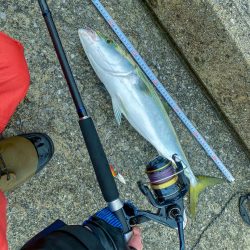 コルトスナイパーでメジロ入魂