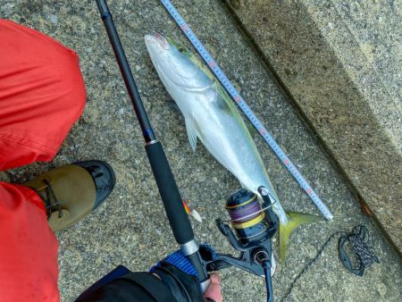 コルトスナイパーでメジロ入魂