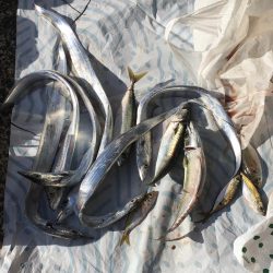 水曜日の小潮釣果