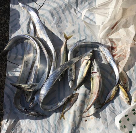 水曜日の小潮釣果