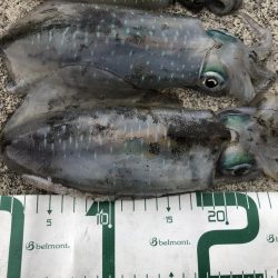 2022 佐渡ヶ島エギング 23回目【10月4日】