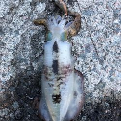 2022 佐渡ヶ島エギング 24回目【10月6日】