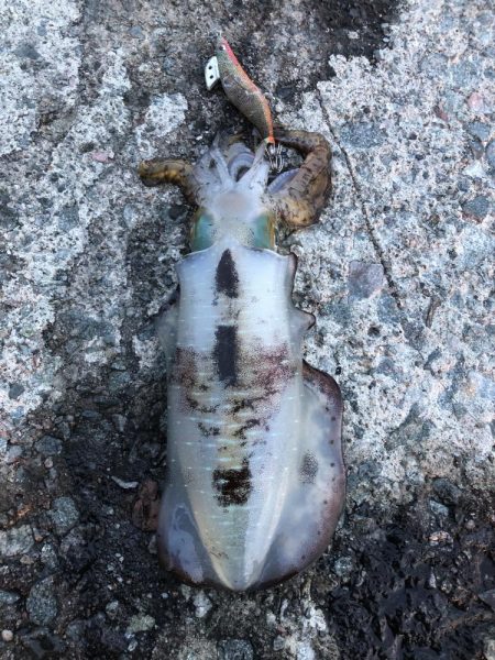 2022 佐渡ヶ島エギング 24回目【10月6日】