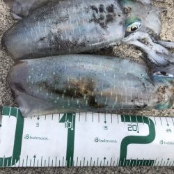 2022 佐渡ヶ島エギング 25回目【10月9日】