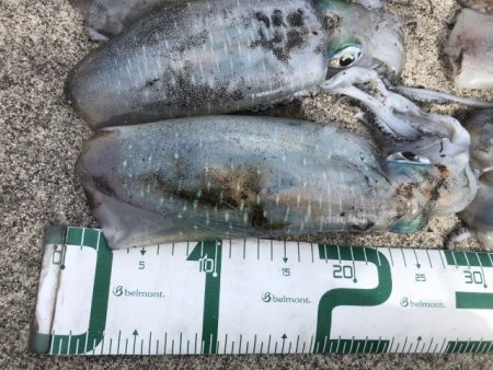 2022 佐渡ヶ島エギング 25回目【10月9日】