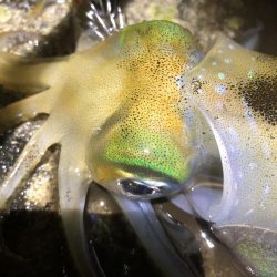 2022 佐渡ヶ島エギング 26回目【10月10日】